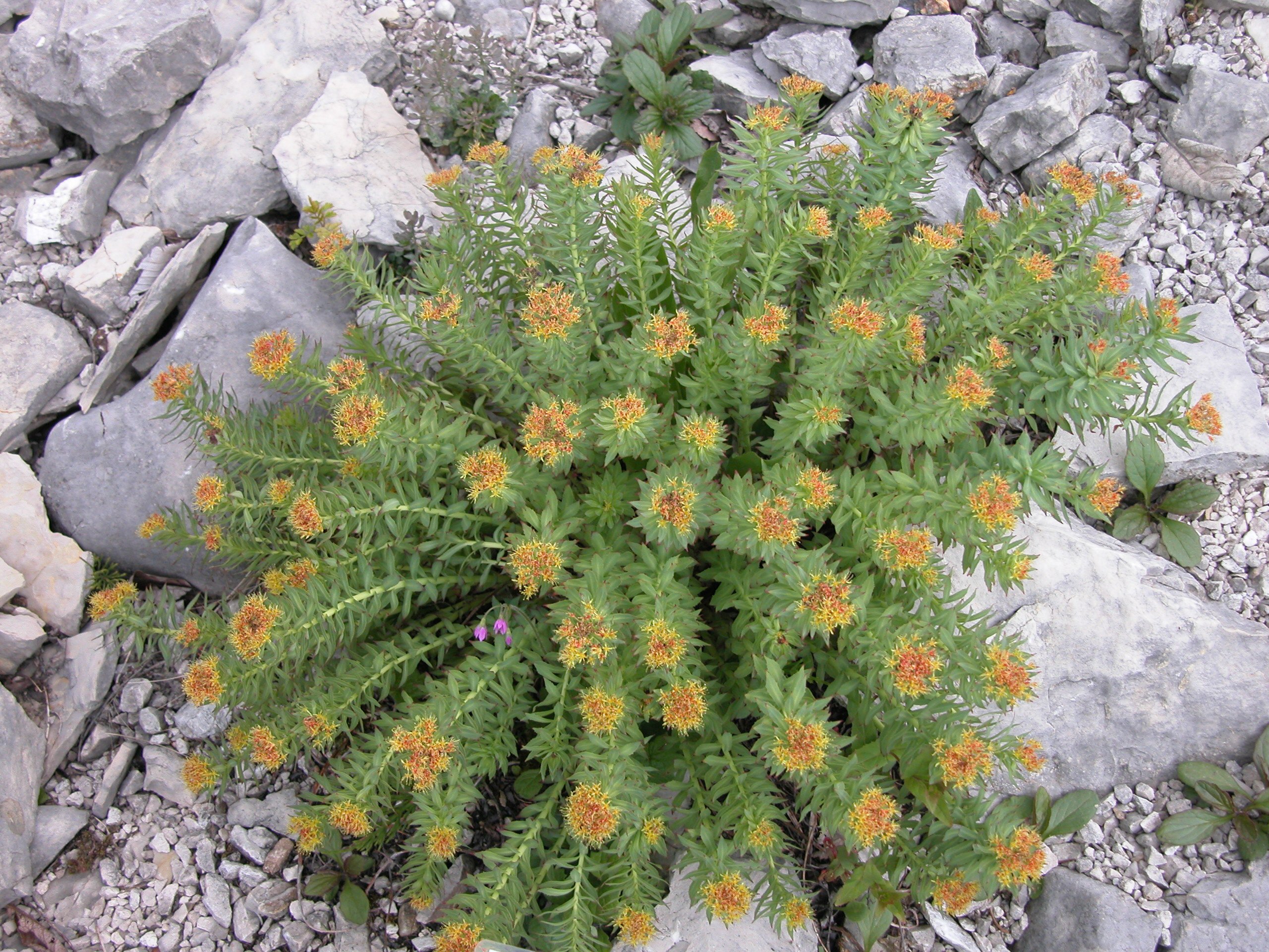 Ροδιόλα, Rhodiola rosea